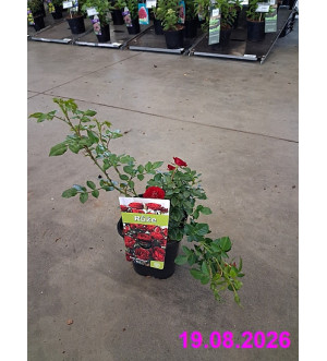 Rosa miniature 'Red' C 1,4 L